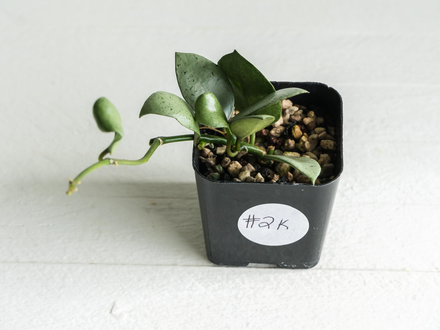 Hoya lacunosa 'Silver Mint Coin' | 2-Inch