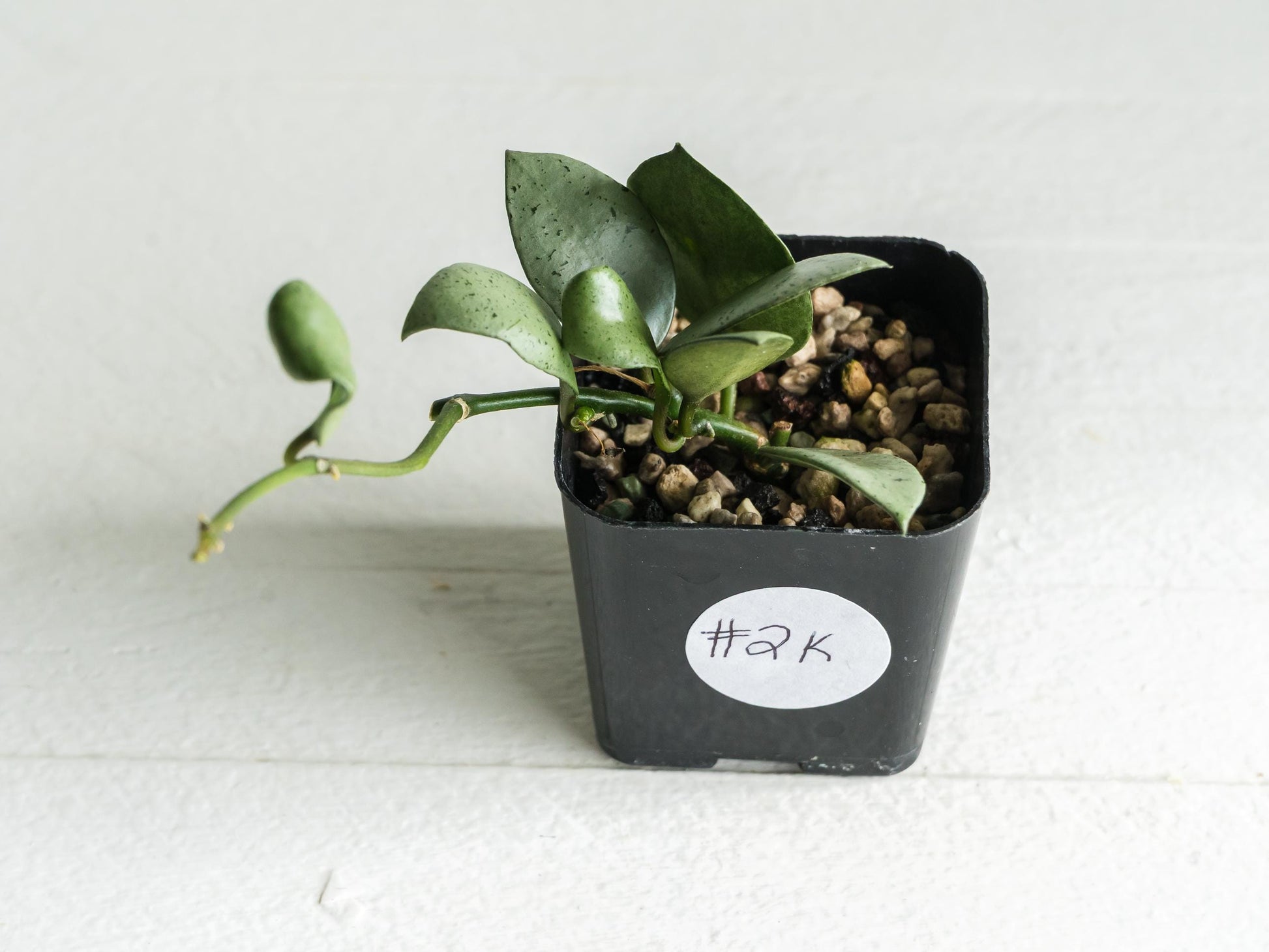 Hoya lacunosa 'Silver Mint Coin' | 2-Inch