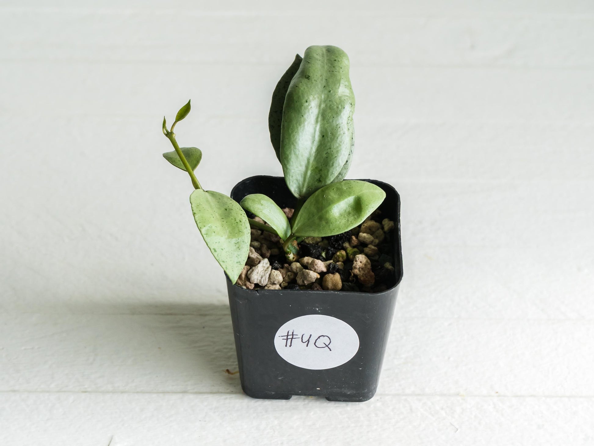 Hoya lacunosa 'Silver Mint Coin' | 2-Inch