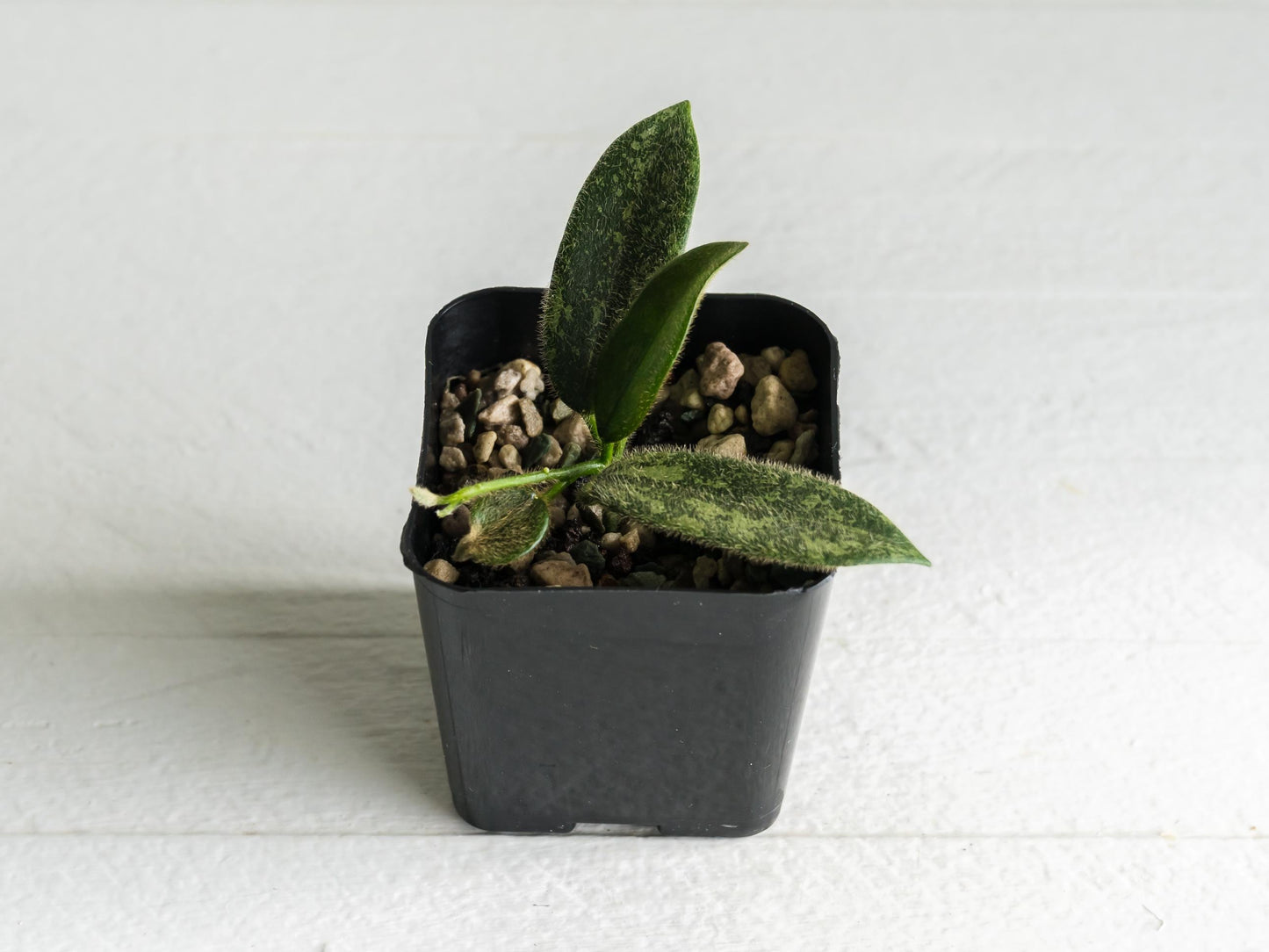 Hoya thomsonii (Splash with Pink Flowers) | 2-Inch