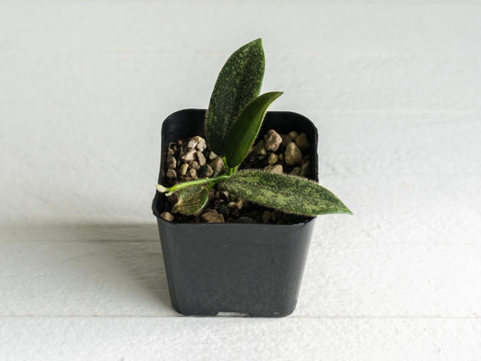 Hoya thomsonii (Splash with Pink Flowers) | 2-Inch