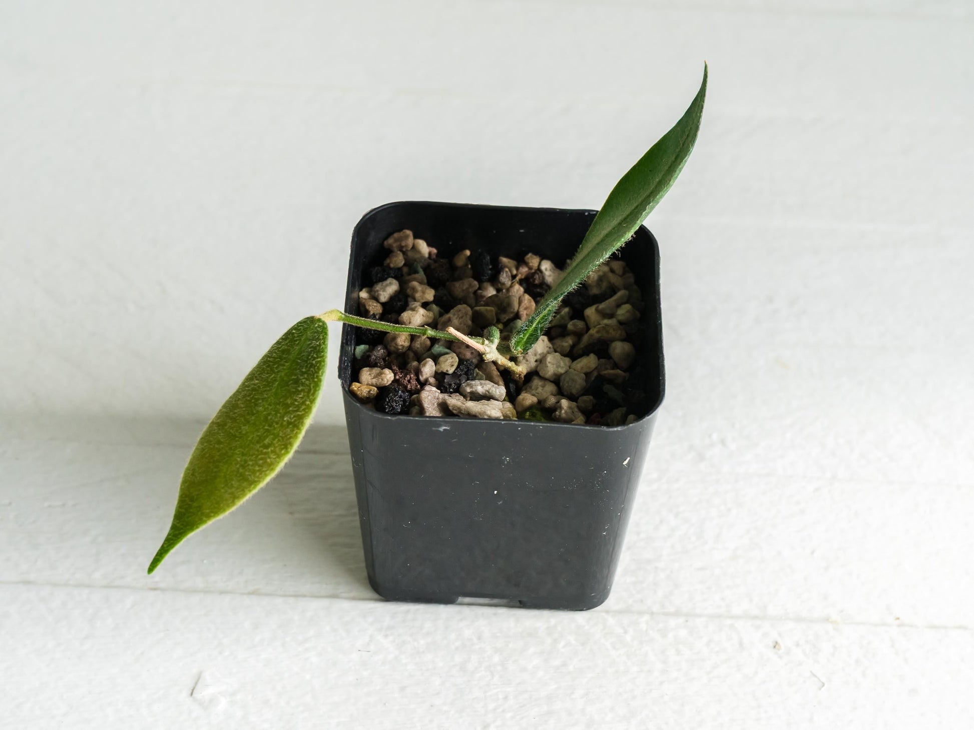 Hoya patella (Pink Flower) IML-1096 | 2-Inch