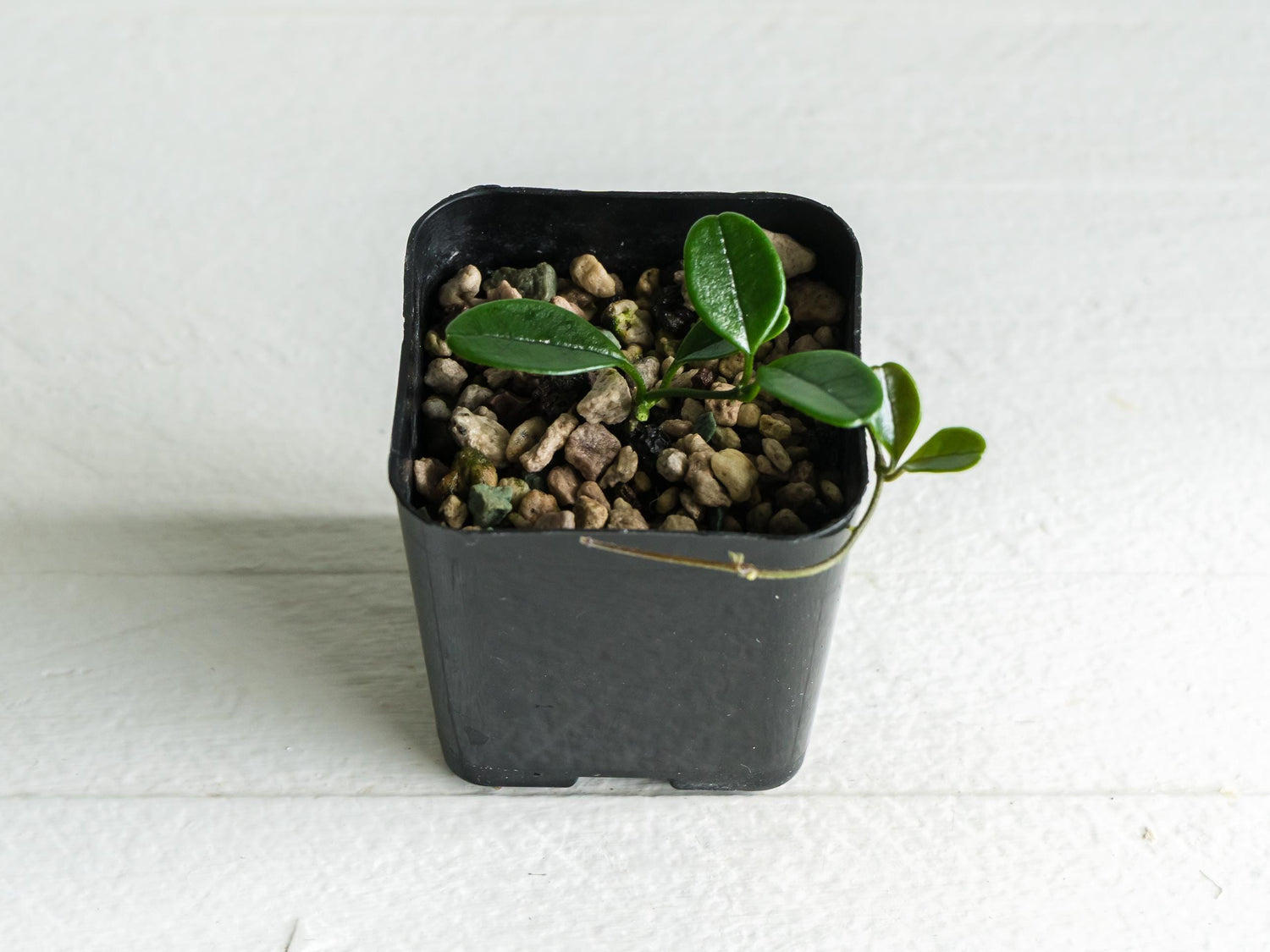 Hoya carrii (NS13-064) | 2-Inch