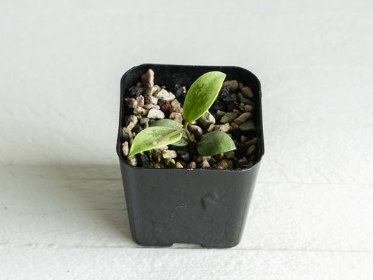 Hoya Kalimantan 'Coin' (Silver) | 2-Inch