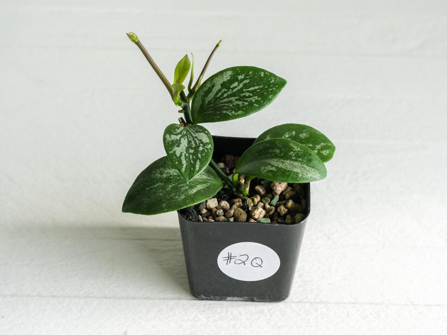 Hoya collina (IR-26) | 2-Inch