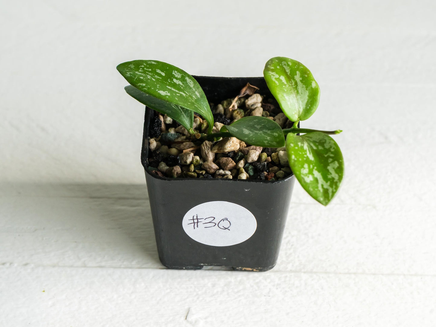 Hoya collina (IR-26) | 2-Inch