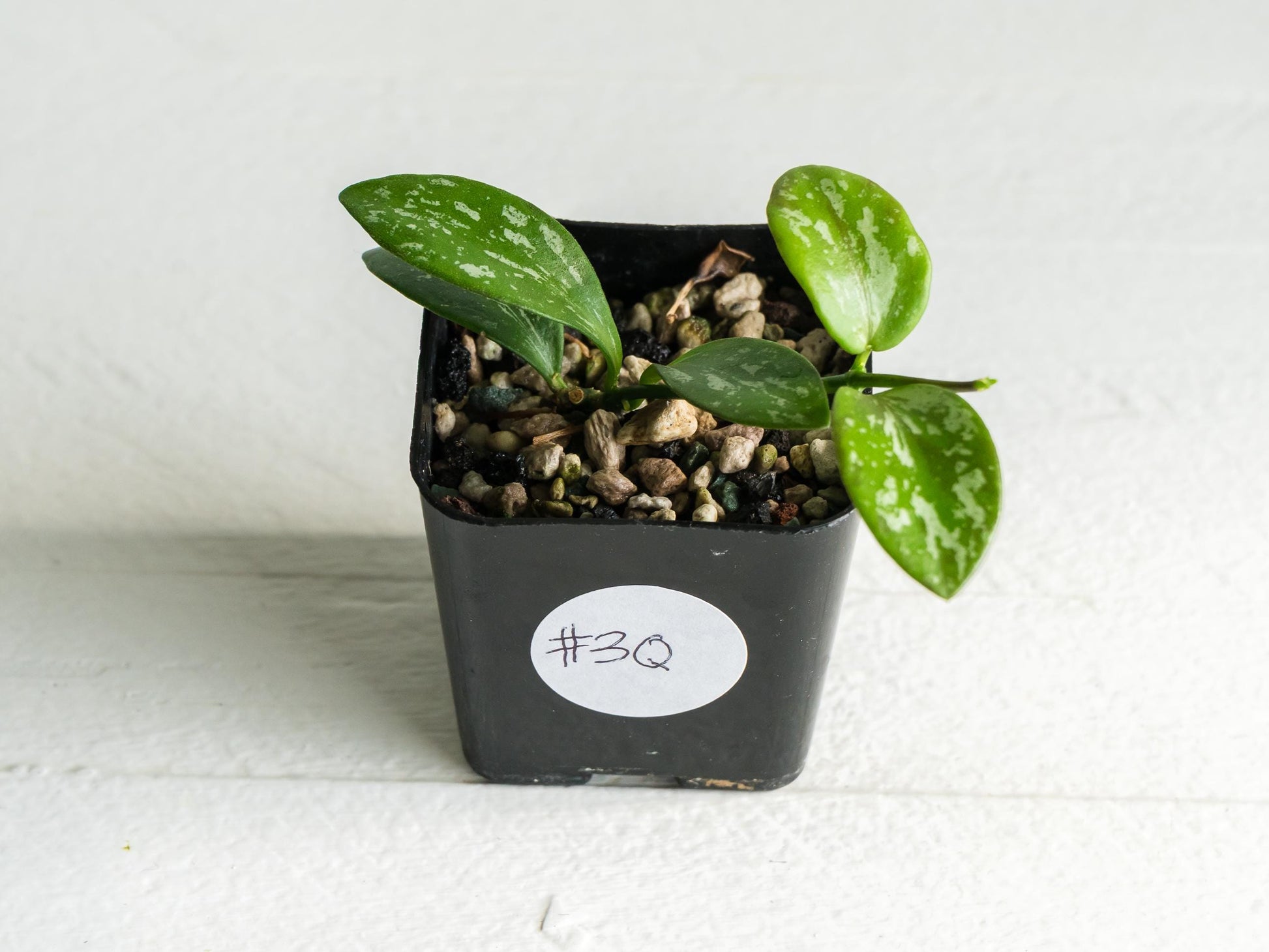 Hoya collina (IR-26) | 2-Inch