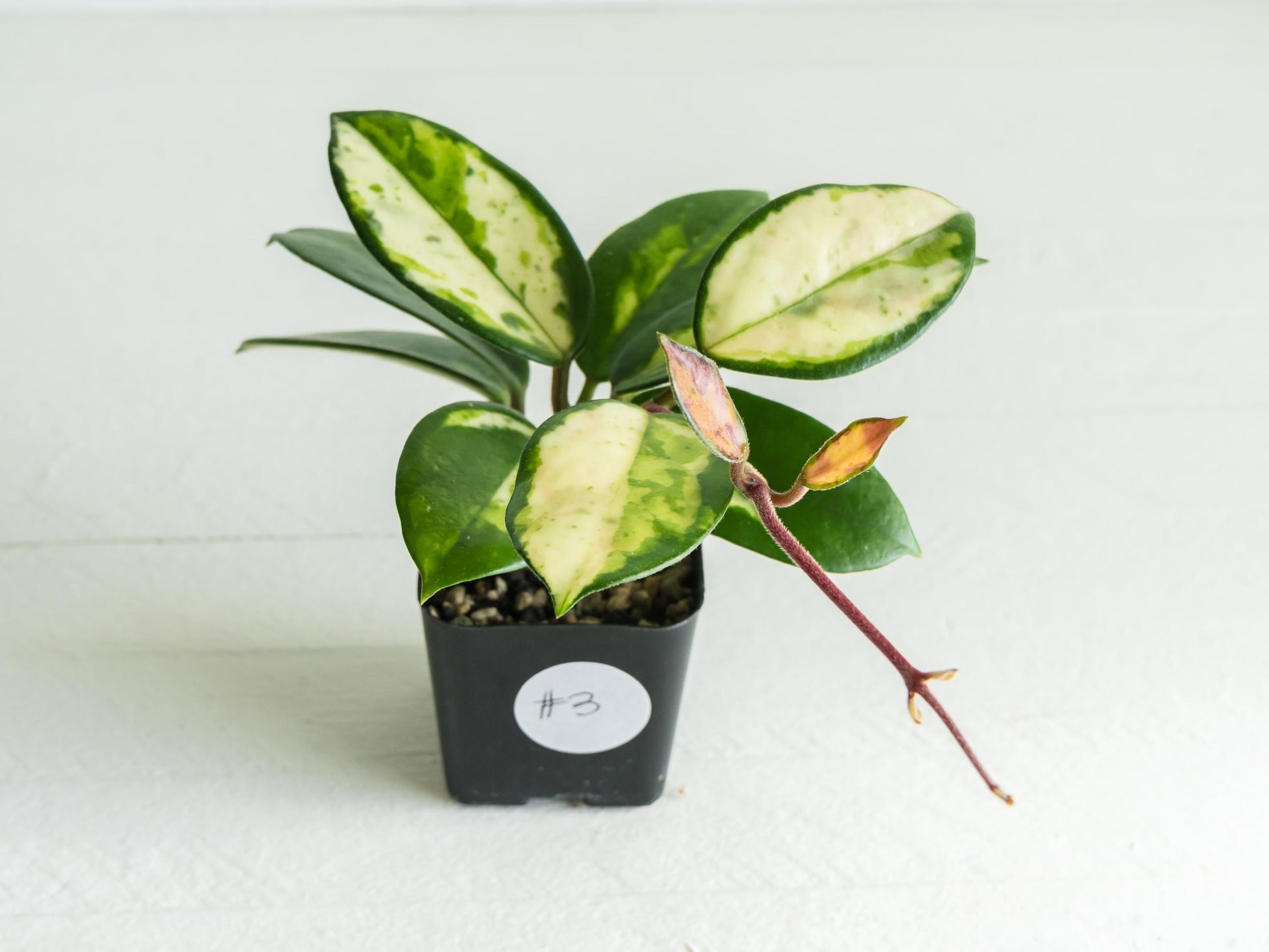 Hoya carnosa 'Madara Green Edge' | 2-Inch