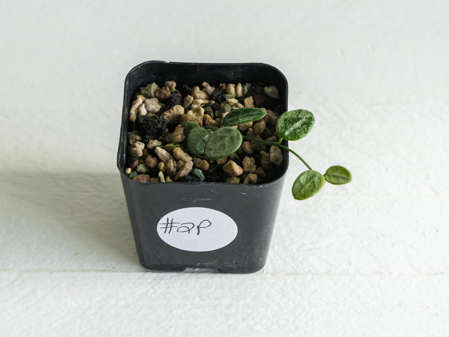Hoya serpens (Silver) | 2-Inch