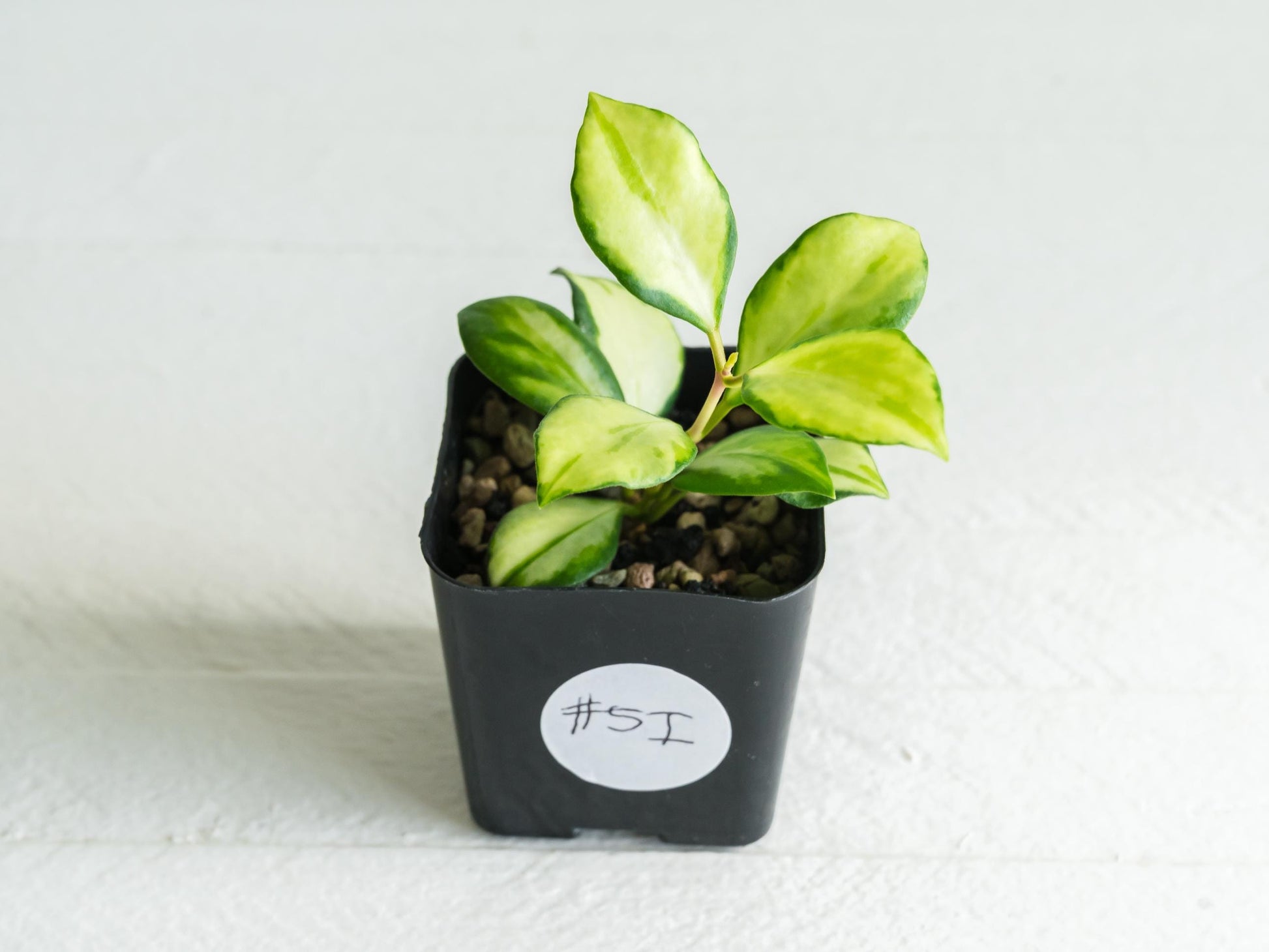 Hoya heuschkeliana (Inner Variegated)| 2-Inch