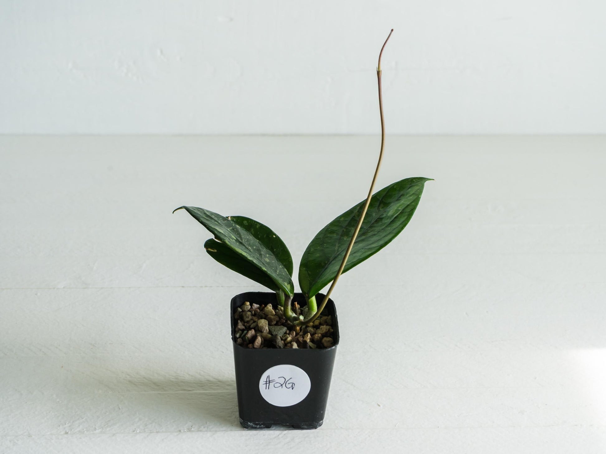 Hoya Lai Chau (Splash) | 2-Inch
