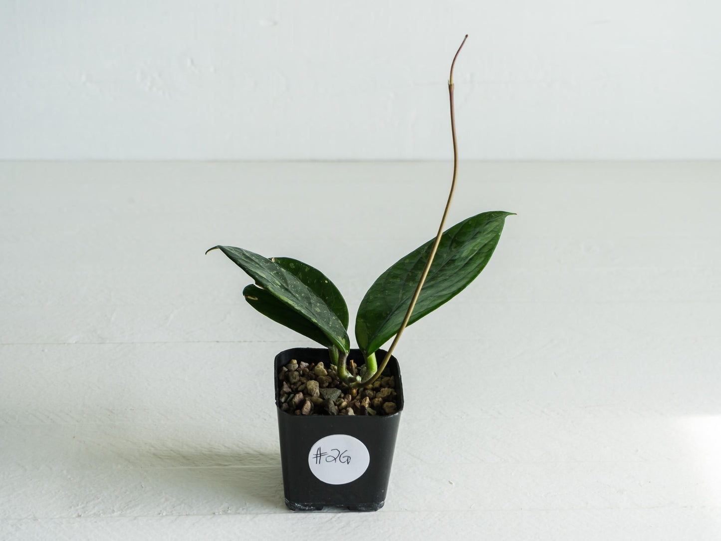 Hoya Lai Chau (Splash) | 2-Inch