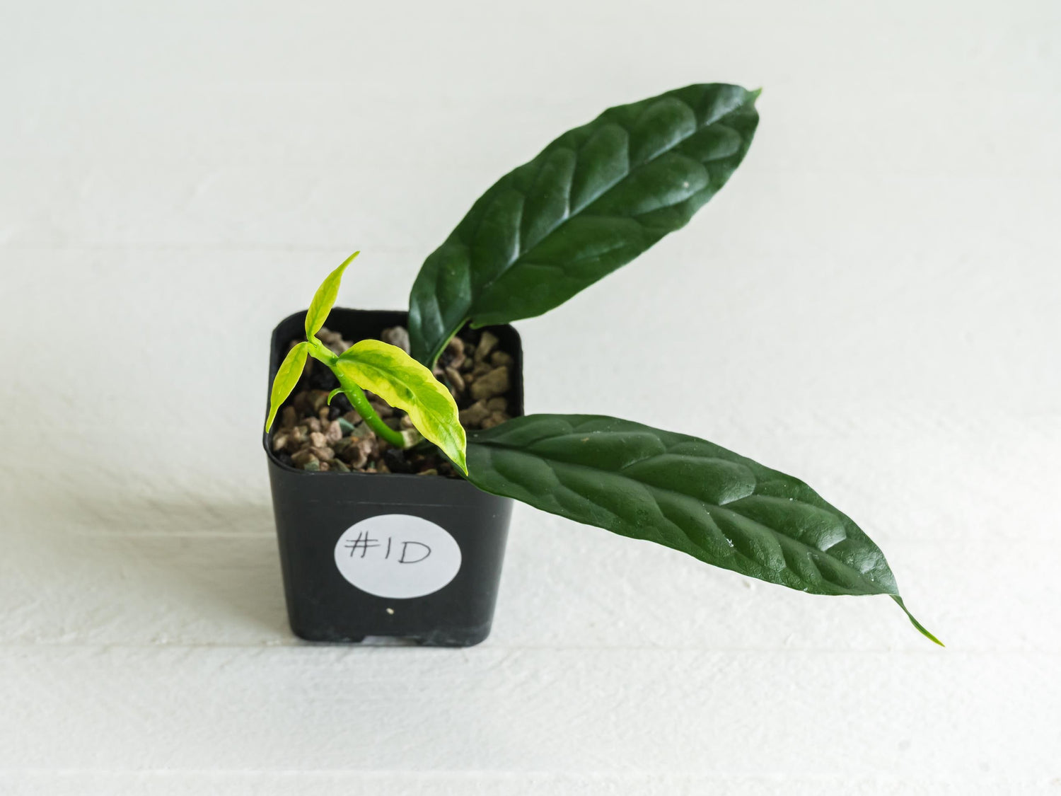 Hoya decipulae (Outer Variegated/Albo) | 2-Inch