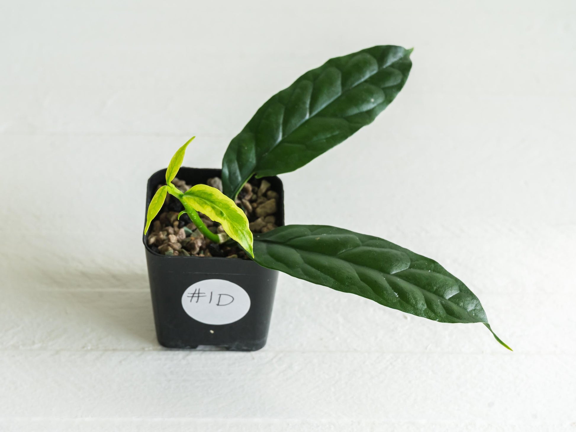 Hoya decipulae (Outer Variegated/Albo) | 2-Inch