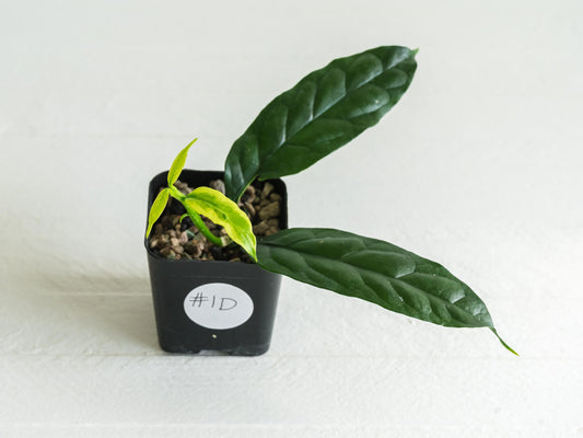 Hoya decipulae (Outer Variegated/Albo) | 2-Inch