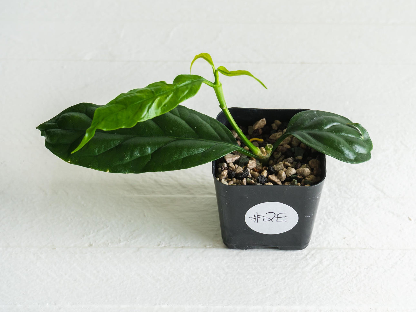 Hoya decipulae (Outer Variegated/Albo) | 2-Inch