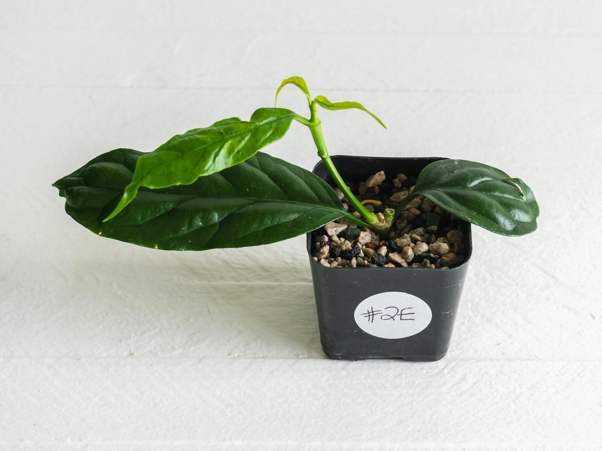 Hoya decipulae (Outer Variegated/Albo) | 2-Inch