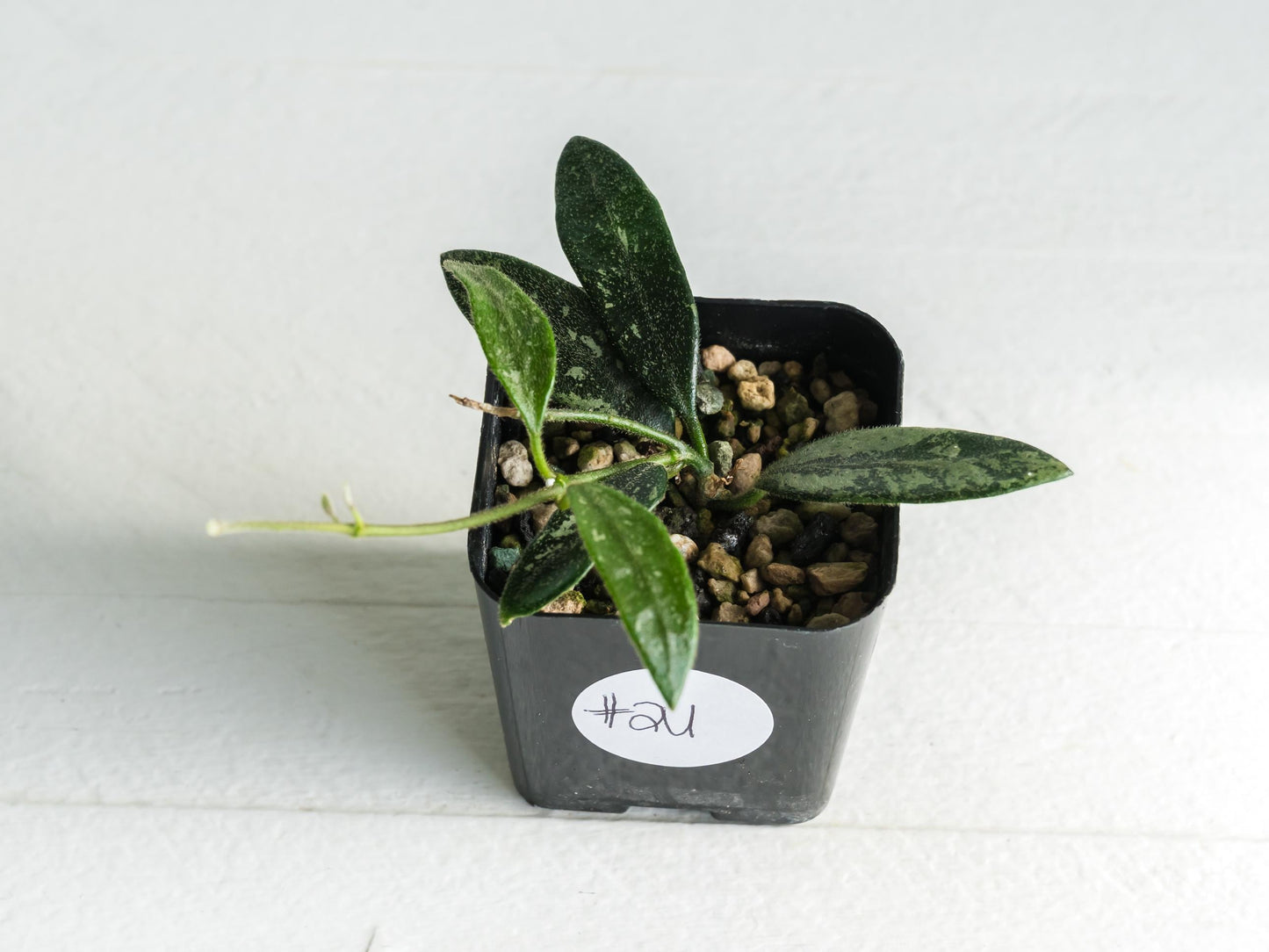 Hoya lima (Splash) | 2-Inch
