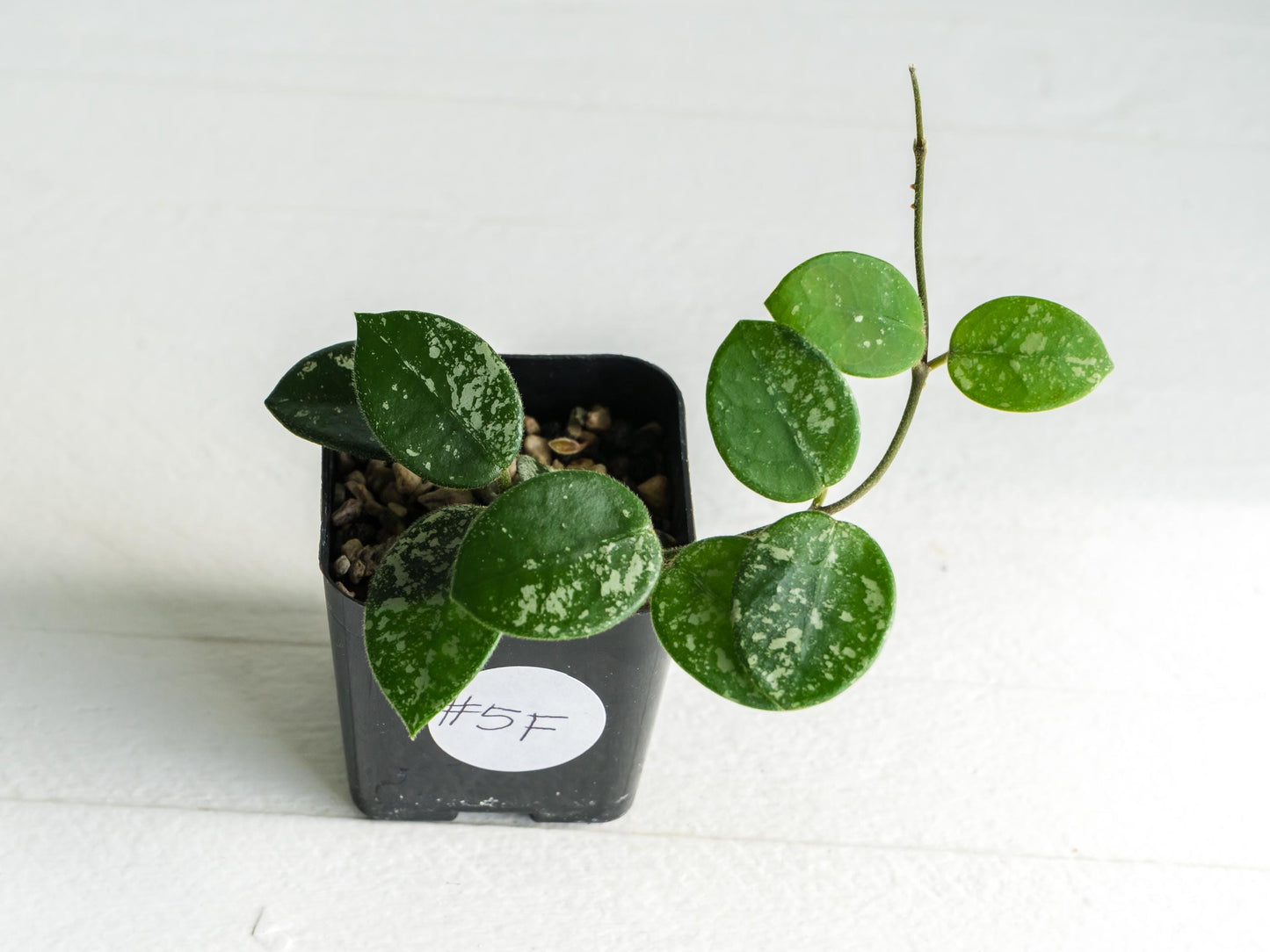 Hoya 'Mathilde' (Splash) | 2-Inch