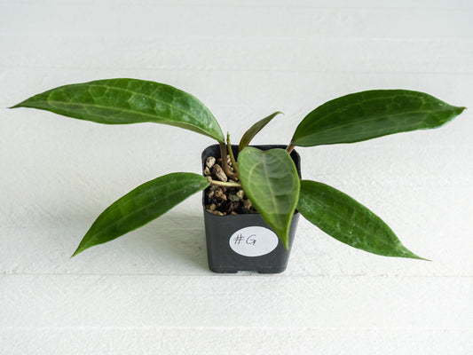 Hoya jasper blink | 2-Inch