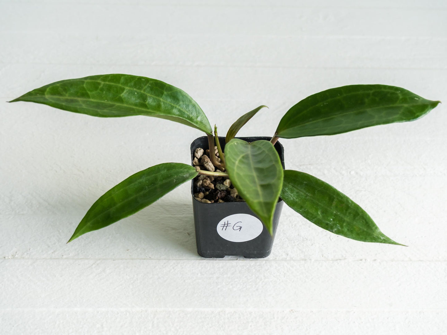 Hoya jasper blink | 2-Inch
