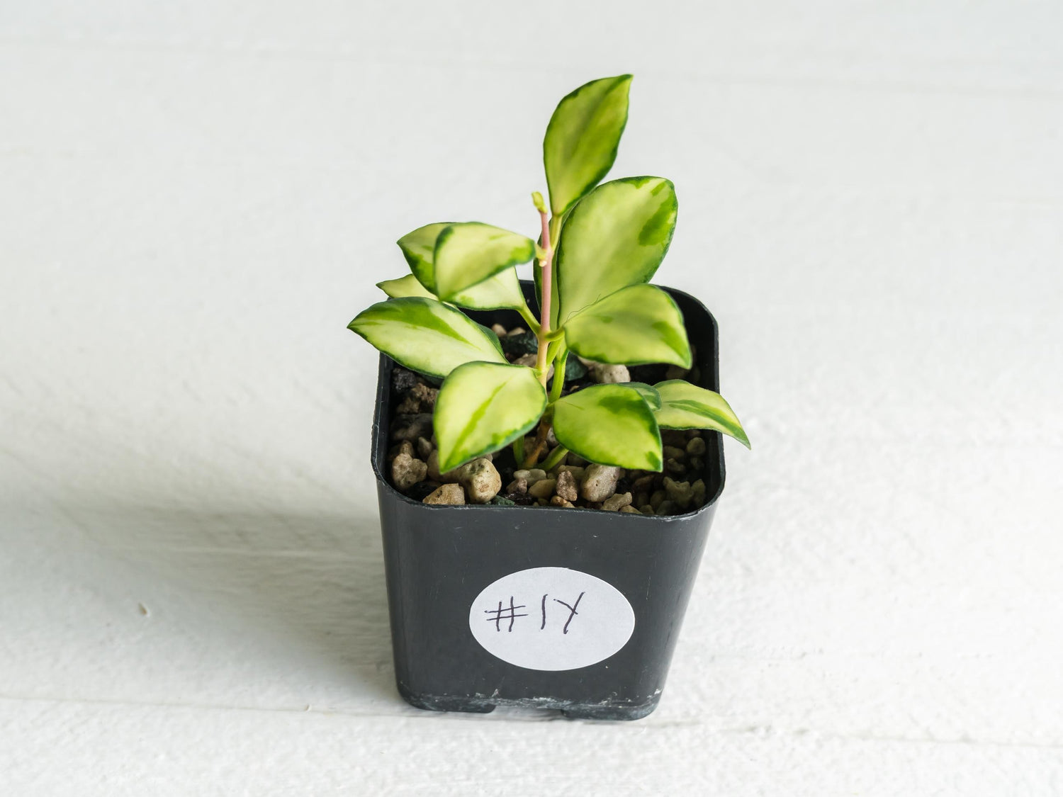 Hoya heuschkeliana (Inner Variegated)| 2-Inch