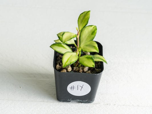 Hoya heuschkeliana (Inner Variegated)| 2-Inch