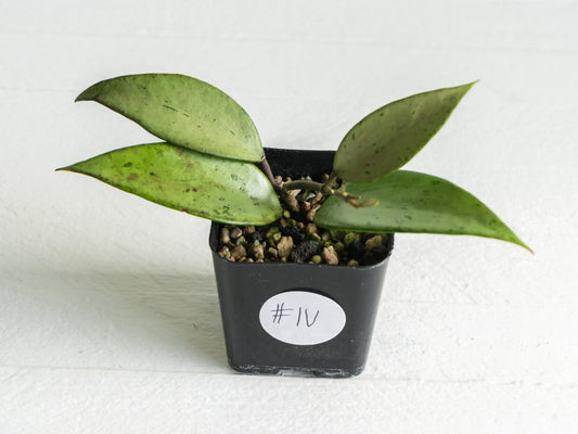 Hoya 'Snow Cui' (Silver) | 2-Inch