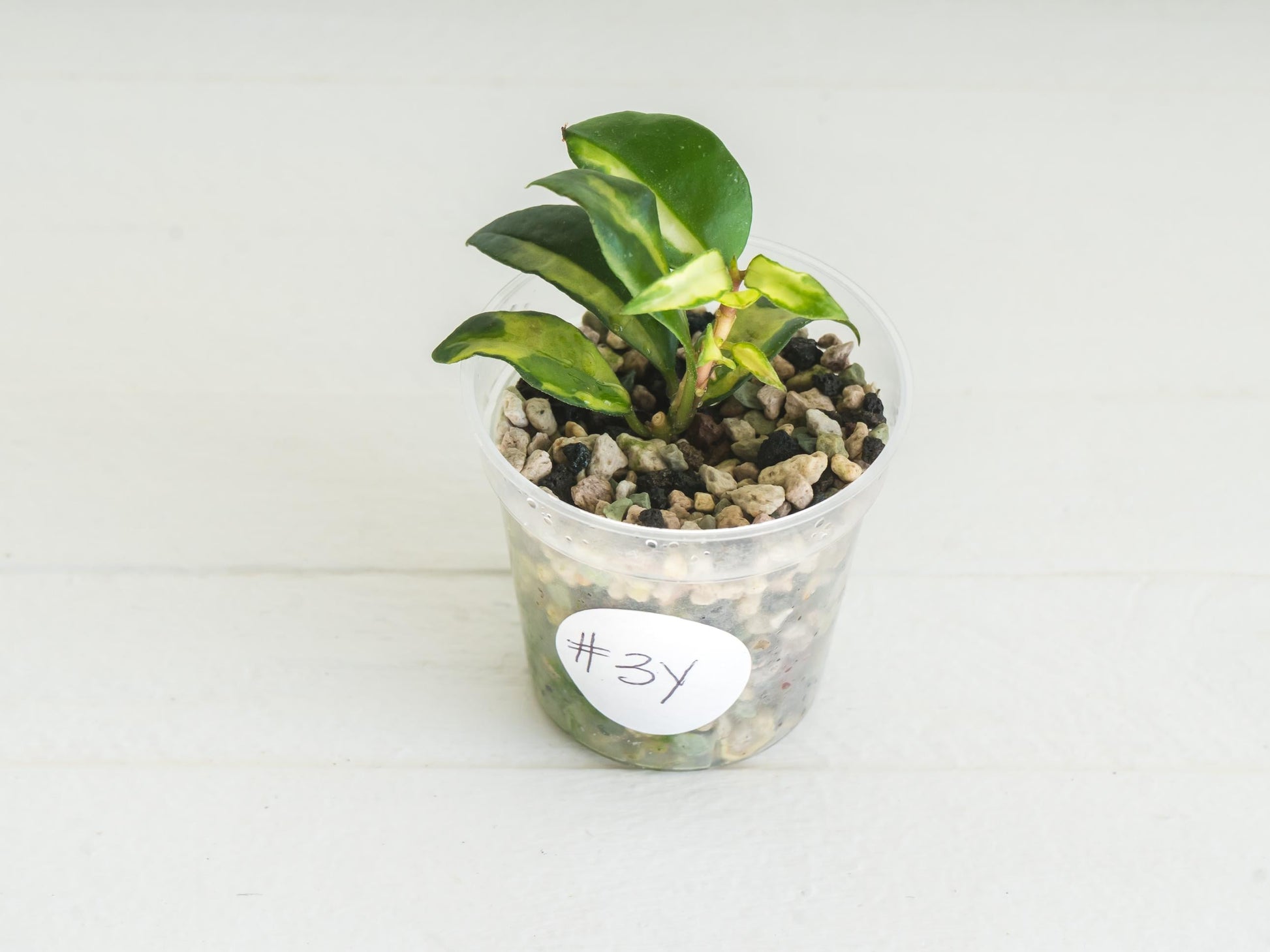Hoya lacunosa 'Tricolor Bruno' | 2-Inch