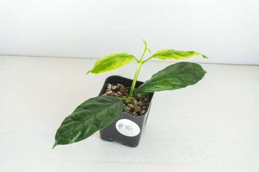 Hoya decipulae (Outer Variegated/Albo) | 2-Inch