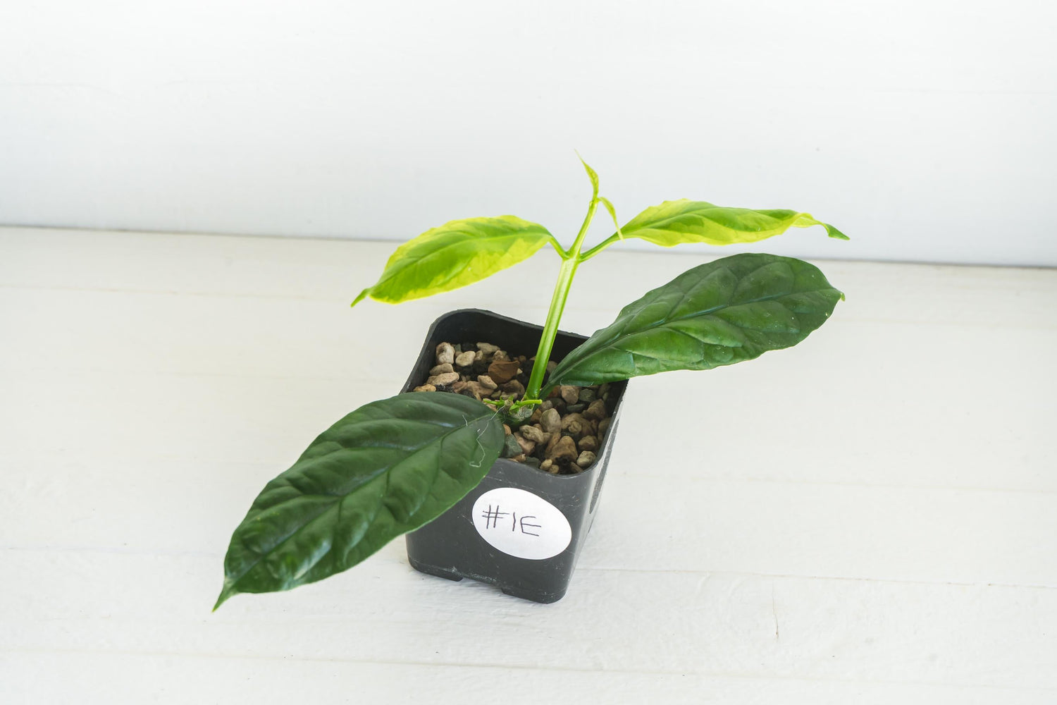 Hoya decipulae (Outer Variegated/Albo) | 2-Inch
