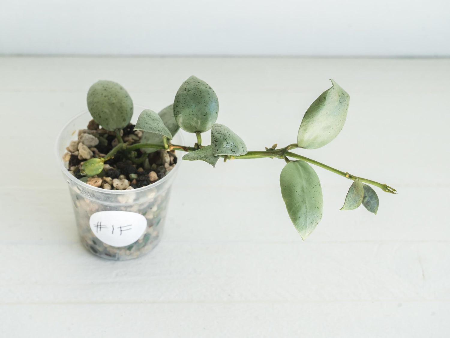 Hoya lacunosa 'Silver Mint Coin' | 2-Inch
