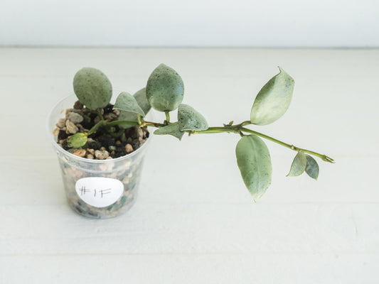 Hoya lacunosa 'Silver Mint Coin' | 2-Inch