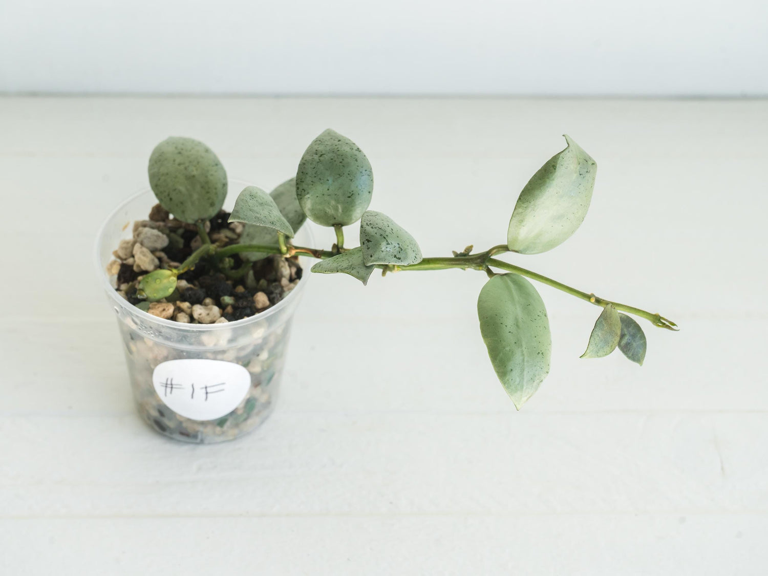 Hoya lacunosa 'Silver Mint Coin' | 2-Inch