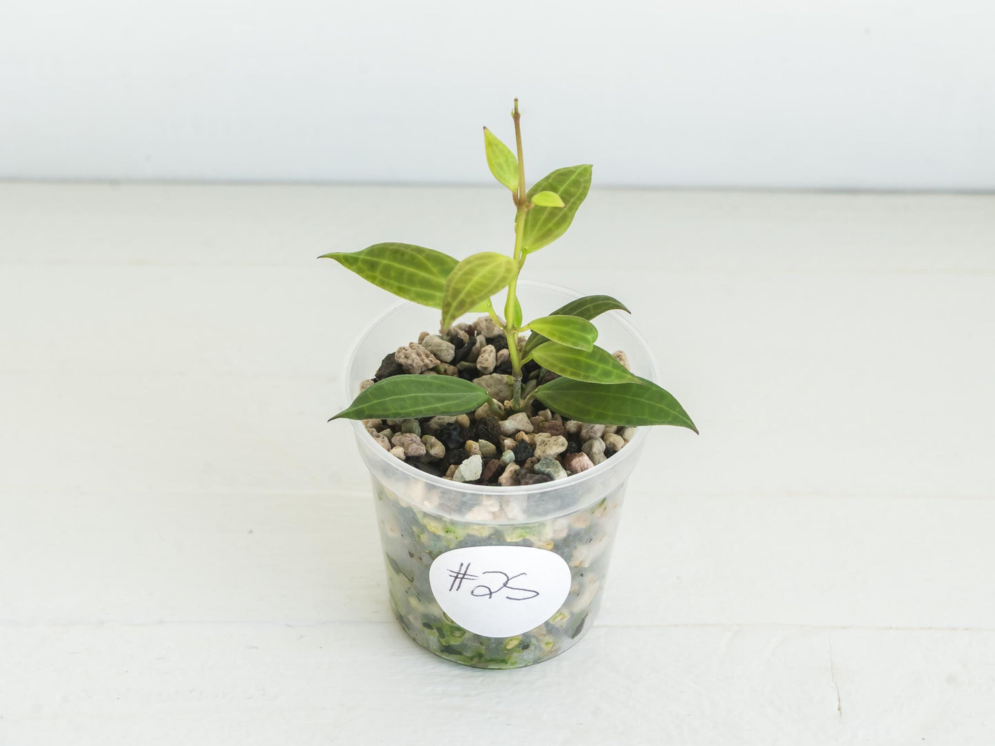 Hoya microdwarf (NS12-323) | 2-Inch