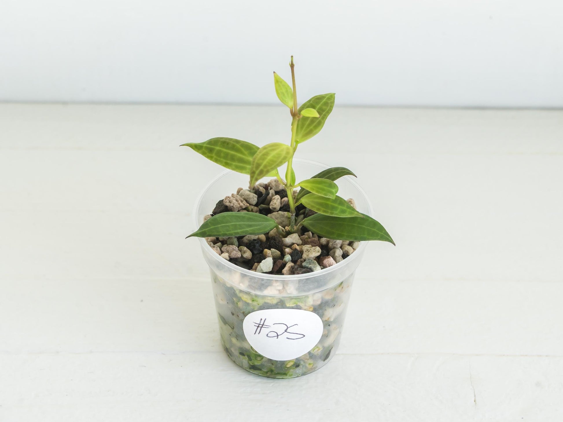 Hoya microdwarf (NS12-323) | 2-Inch