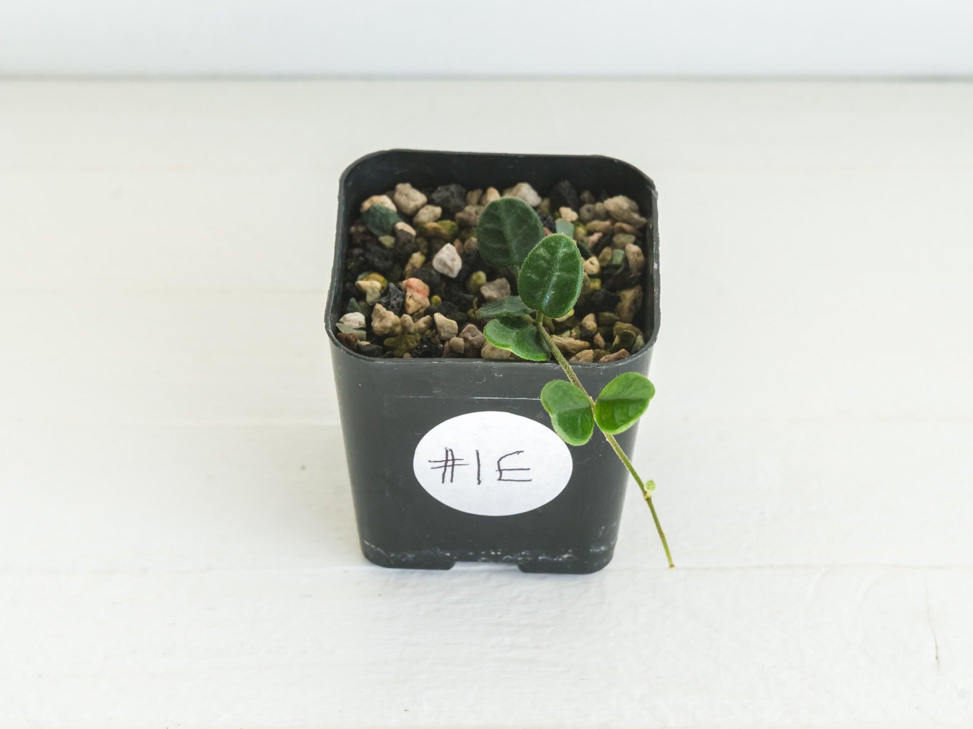 Hoya tengchongensis | 2-Inch