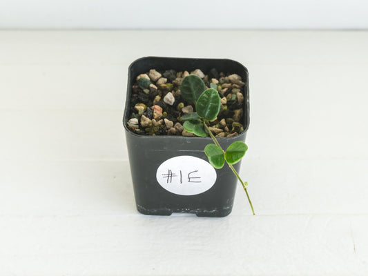 Hoya tengchongensis | 2-Inch