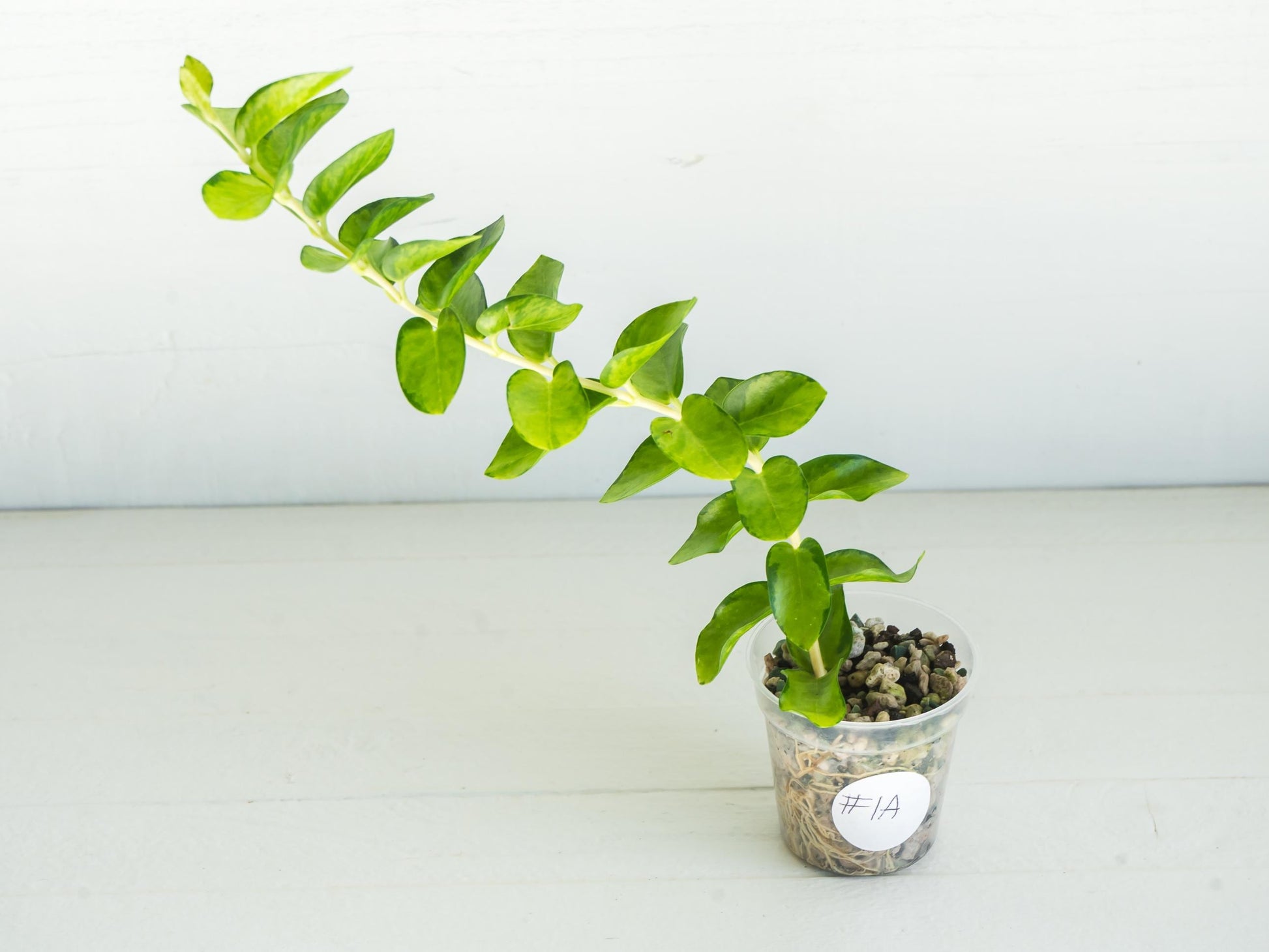 Hoya cumingiana (Inner Variegated) | 2-Inch