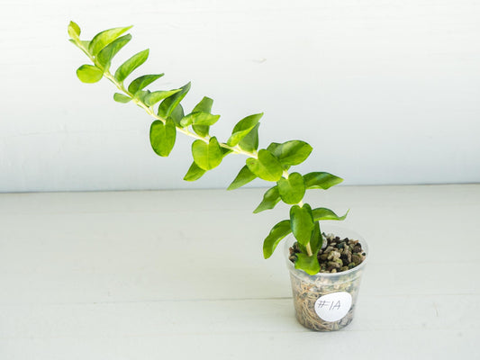 Hoya cumingiana (Inner Variegated) | 2-Inch