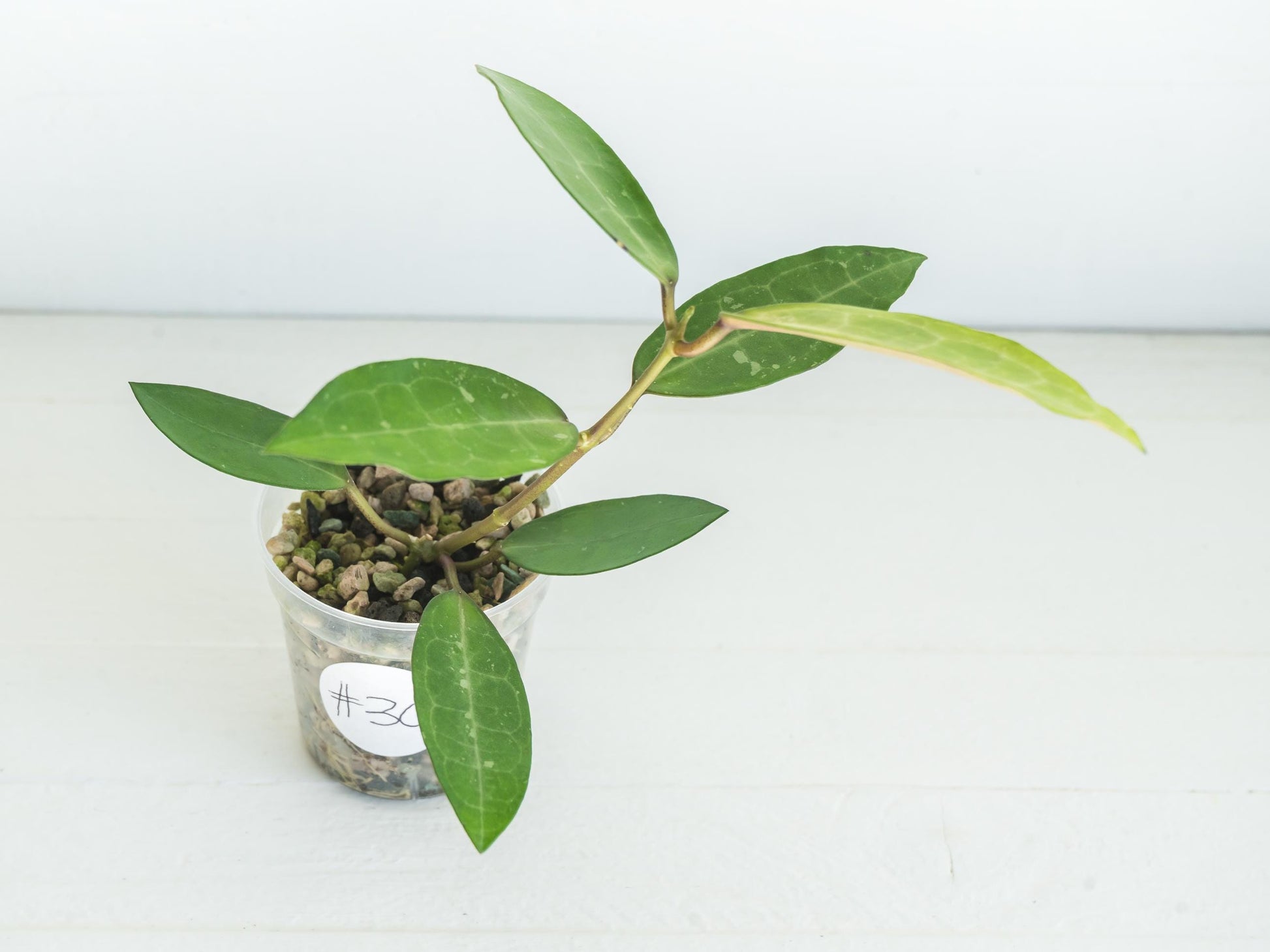 Hoya Elliptica (Blemished) | 2-Inch