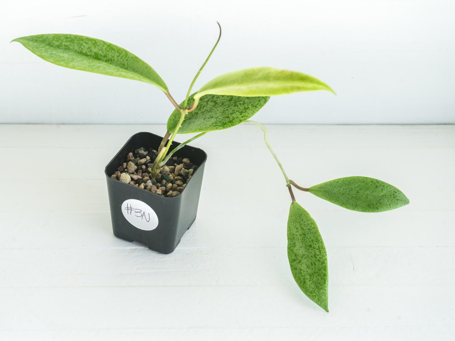 Hoya 'Jita Silver' | 2-Inch