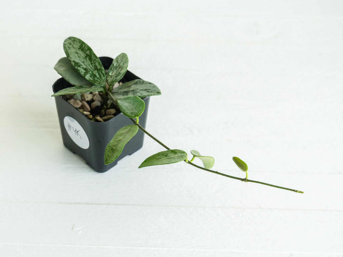 Hoya lima (Silver) | 2-Inch