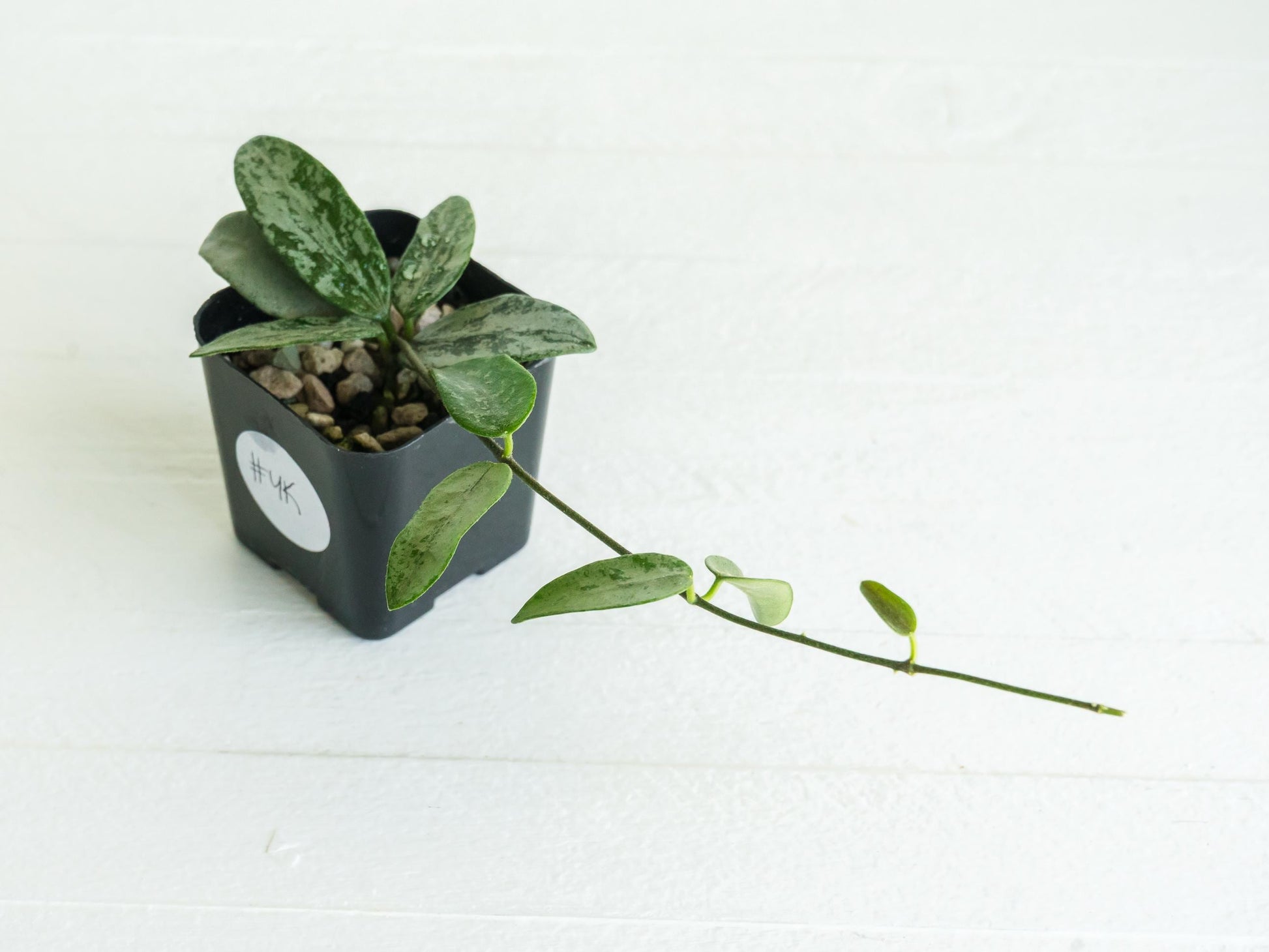 Hoya lima (Silver) | 2-Inch
