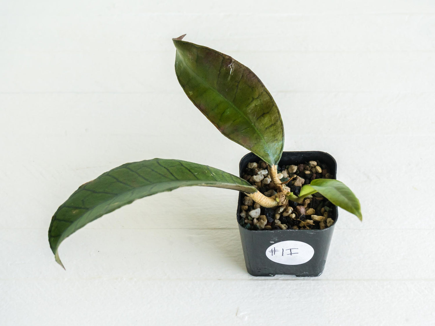 Hoya gunung gading | 2-Inch