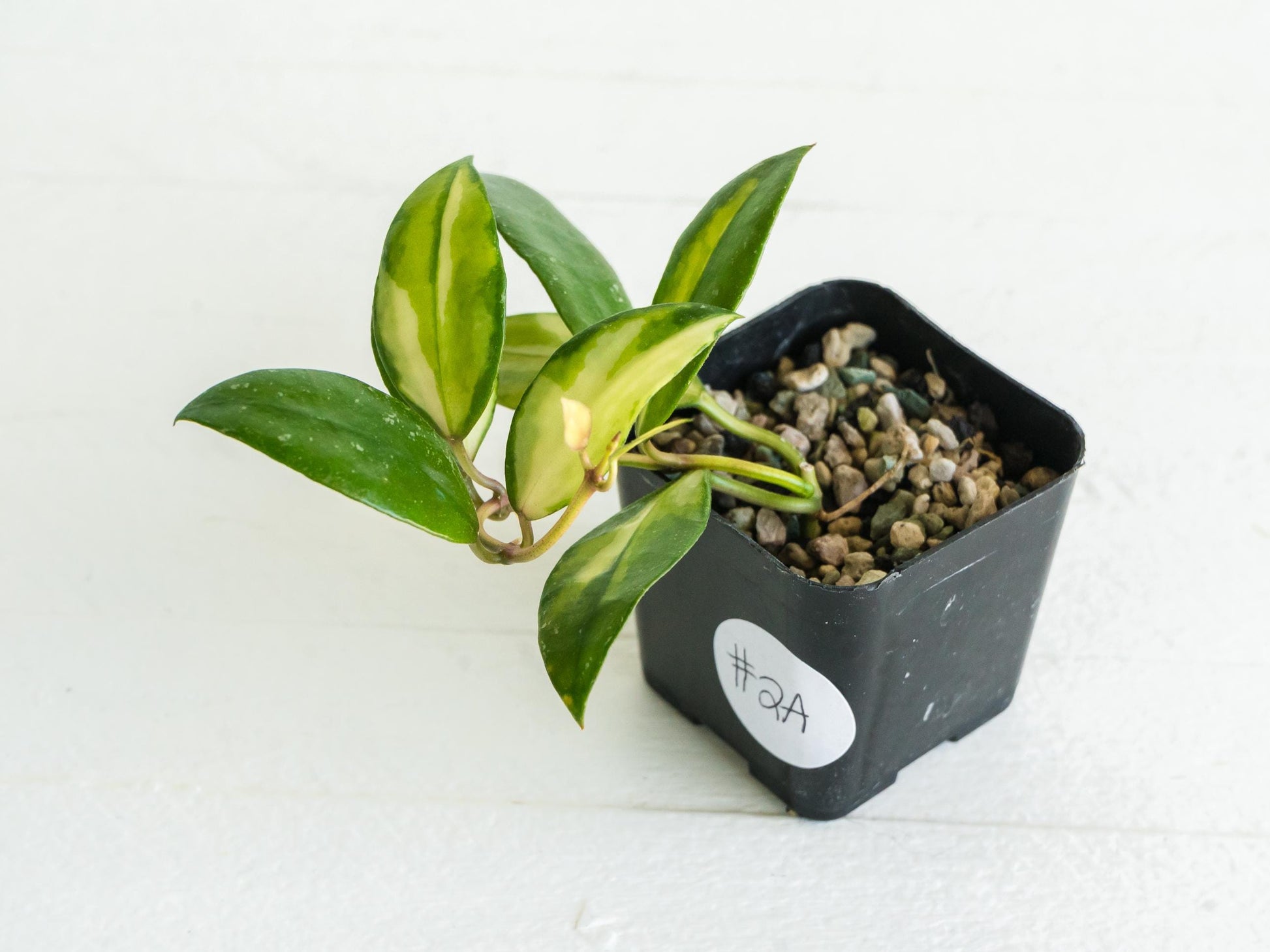 Hoya walliniana (Inner Variegated) | 2-Inch
