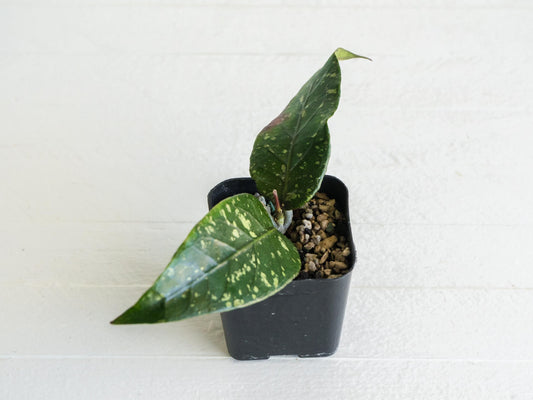 Hoya Gunung Leuser NAPC005 | 2-Inch