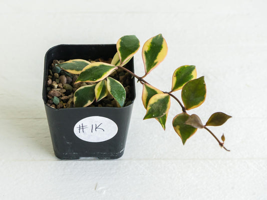 Hoya bakoensis (Outer Variegated - Albo) | 2-Inch