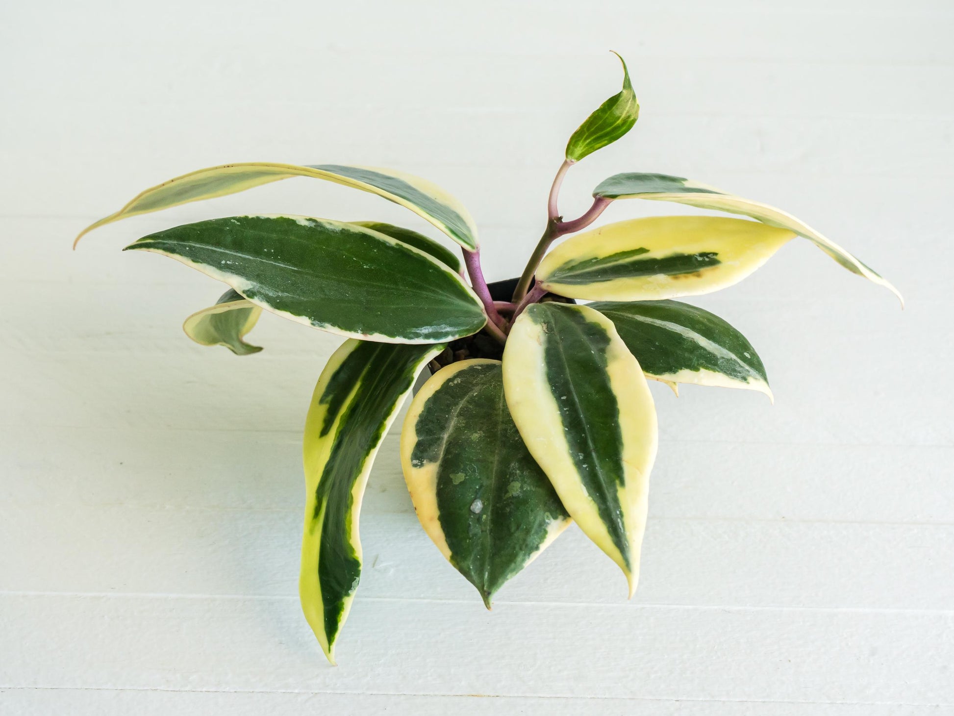 Hoya latifolia (Round Leaf, Albo) | 2-Inch