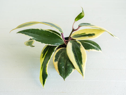 Hoya latifolia (Round Leaf, Albo) | 2-Inch